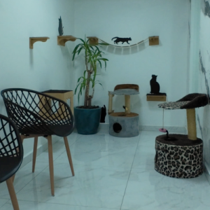 recepção felinos